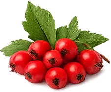Cardionix — hawthorn extract (Crataegus)